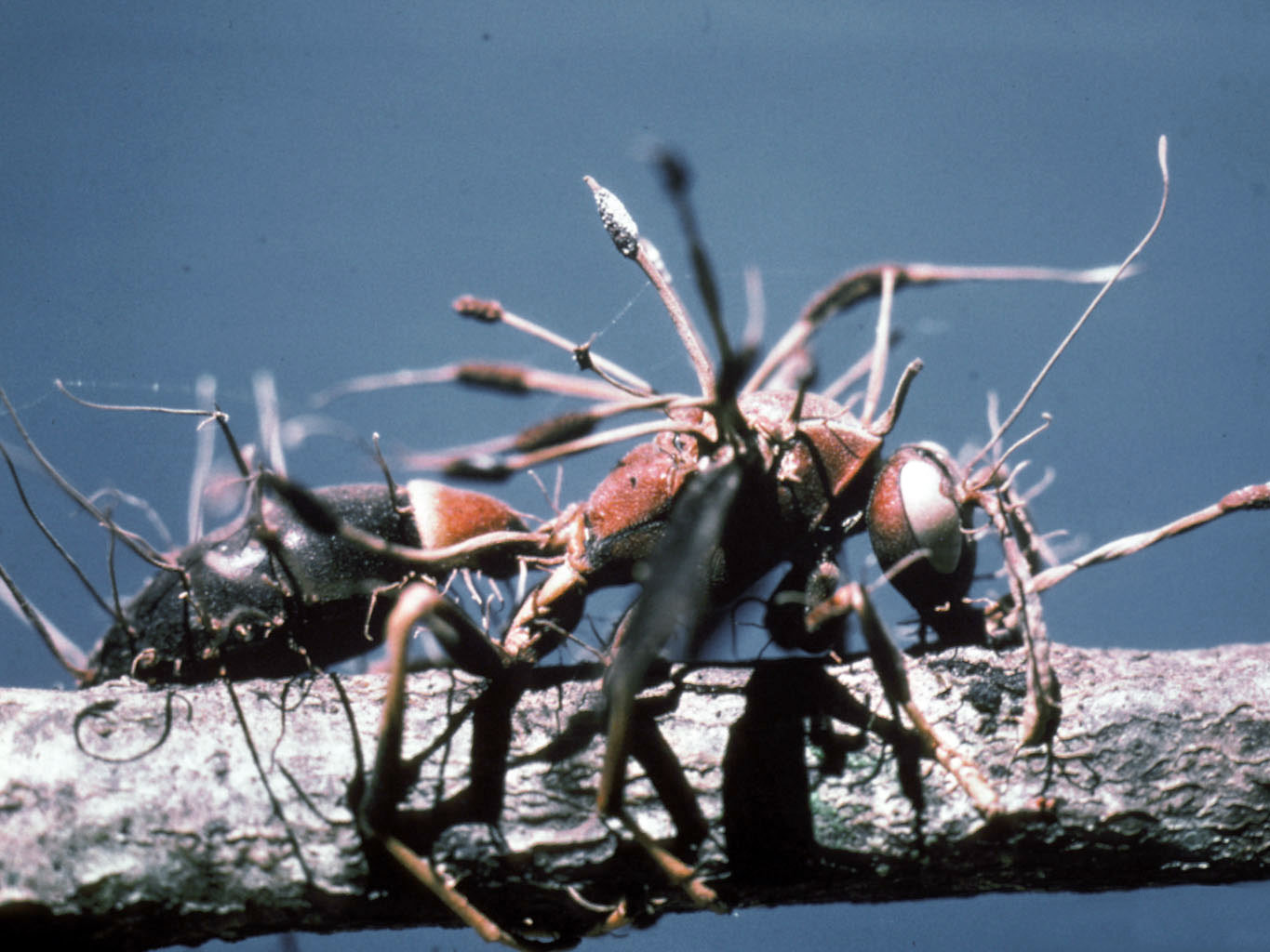 Wasp parasitized by the fungus Cordyceps (order Hypocreales).