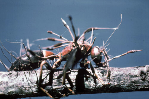 Wasp parasitized by the fungus Cordyceps (order Hypocreales).